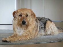 LEXY, Hund, Terrier-Mix in Bern