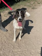 TWEEDY, Hund, Mischlingshund in Ungarn - Bild 1