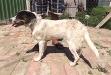 TWEEDY, Hund, Mischlingshund in Ungarn - Bild 4
