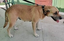 FATIME, Hund, Mischlingshund in Ungarn - Bild 10