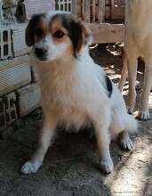 GABI, Hund, Mischlingshund in Bulgarien - Bild 2