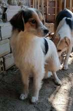 GABI, Hund, Mischlingshund in Bulgarien - Bild 4