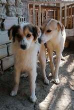 GABI, Hund, Mischlingshund in Bulgarien - Bild 6