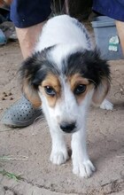GABI, Hund, Mischlingshund in Bulgarien - Bild 7