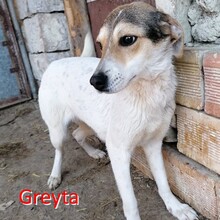 GREYTA, Hund, Mischlingshund in Bulgarien - Bild 1