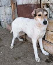 GREYTA, Hund, Mischlingshund in Bulgarien - Bild 2