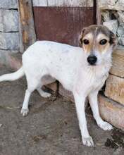 GREYTA, Hund, Mischlingshund in Bulgarien - Bild 3