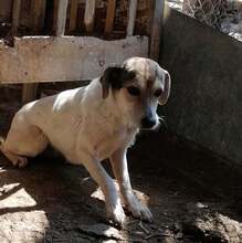 GREYTA, Hund, Mischlingshund in Bulgarien - Bild 4