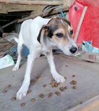 GREYTA, Hund, Mischlingshund in Bulgarien - Bild 6