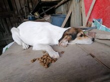 GREYTA, Hund, Mischlingshund in Bulgarien - Bild 7
