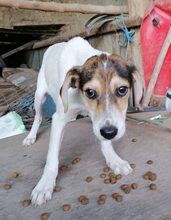 GREYTA, Hund, Mischlingshund in Bulgarien - Bild 8