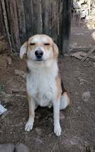 GOGO, Hund, Mischlingshund in Bulgarien - Bild 2