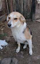 GOGO, Hund, Mischlingshund in Bulgarien - Bild 3