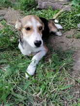 GOGO, Hund, Mischlingshund in Bulgarien - Bild 5