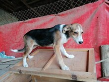 GOGO, Hund, Mischlingshund in Bulgarien - Bild 7