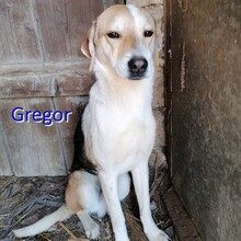 GREGOR, Hund, Mischlingshund in Bulgarien - Bild 1
