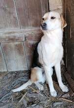GREGOR, Hund, Mischlingshund in Bulgarien - Bild 4