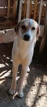 GREGOR, Hund, Mischlingshund in Bulgarien - Bild 6