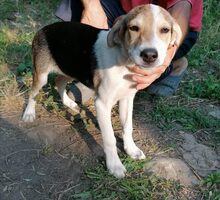 GREGOR, Hund, Mischlingshund in Bulgarien - Bild 7