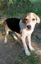 GREGOR, Hund, Mischlingshund in Bulgarien - Bild 8