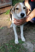 GREGOR, Hund, Mischlingshund in Bulgarien - Bild 9