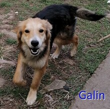 GALIN, Hund, Mischlingshund in Bulgarien - Bild 1