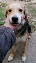 GALIN, Hund, Mischlingshund in Bulgarien - Bild 2