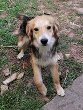 GALIN, Hund, Mischlingshund in Bulgarien - Bild 5