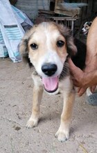 GALIN, Hund, Mischlingshund in Bulgarien - Bild 6