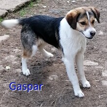 GASPAR, Hund, Mischlingshund in Bulgarien - Bild 1