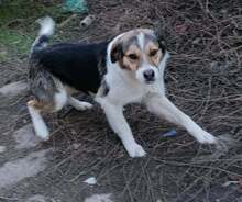GASPAR, Hund, Mischlingshund in Bulgarien - Bild 2