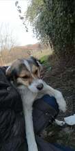GASPAR, Hund, Mischlingshund in Bulgarien - Bild 3