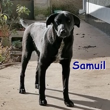 SAMUIL, Hund, Mischlingshund in Bulgarien - Bild 1