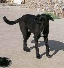 SAMUIL, Hund, Mischlingshund in Bulgarien - Bild 2