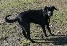 SAMUIL, Hund, Mischlingshund in Bulgarien - Bild 3
