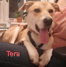 TERA, Hund, Mischlingshund in Bulgarien - Bild 1