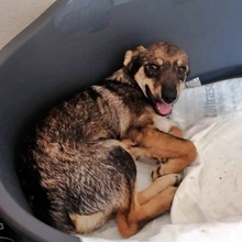TIMO, Hund, Mischlingshund in Bulgarien - Bild 1