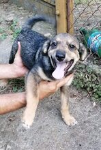 TIMO, Hund, Mischlingshund in Bulgarien - Bild 2