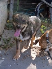 TIMO, Hund, Mischlingshund in Bulgarien - Bild 3