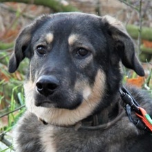 LEONARDODAVINCI, Hund, Mischlingshund in Brandenburg - Bild 1