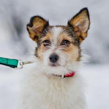 SMOLE, Hund, Mischlingshund in Russische Föderation - Bild 1