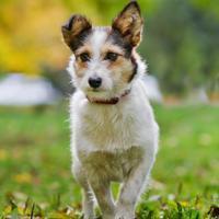 SMOLE, Hund, Mischlingshund in Russische Föderation - Bild 3