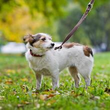 SMOLE, Hund, Mischlingshund in Russische Föderation - Bild 4
