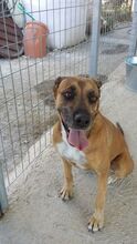ROXANNE, Hund, Mischlingshund in Griechenland - Bild 2