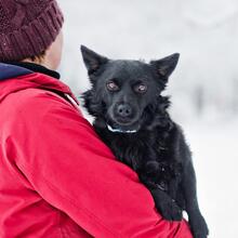SMOLO, Hund, Mischlingshund in Russische Föderation - Bild 11