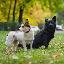SMOLO, Hund, Mischlingshund in Russische Föderation - Bild 13