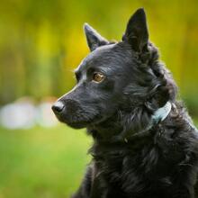 SMOLO, Hund, Mischlingshund in Russische Föderation - Bild 14