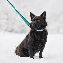 SMOLO, Hund, Mischlingshund in Russische Föderation - Bild 16