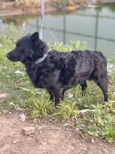 SMOLO, Hund, Mischlingshund in Russische Föderation - Bild 18