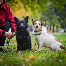 SMOLO, Hund, Mischlingshund in Russische Föderation - Bild 2